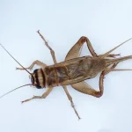 Menu du jour insectes