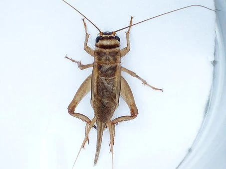 Menu du jour insectes