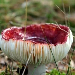 intoxication par champignons toxiques