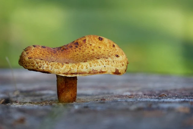 intoxication par champignons toxiques