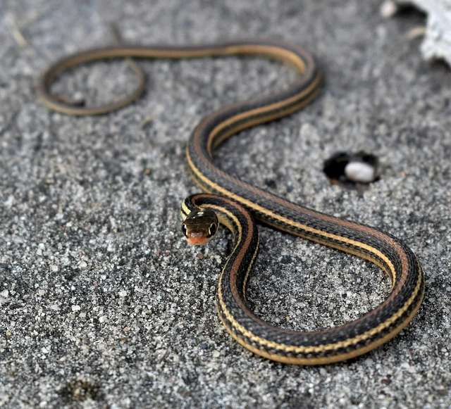 Les morsures de serpents