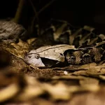 La morsure de vipère , serpents venimeux couramment rencontrés dans de nombreuses régions du monde, www.ecoledesecours.ch 079-535-13-71