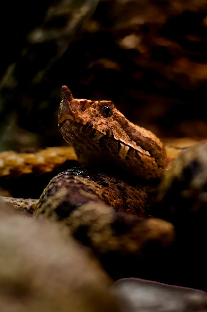 La morsure de vipère , serpents venimeux couramment rencontrés dans de nombreuses régions du monde, www.ecoledesecours.ch 079-535-13-71