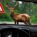 Accident avec animal sauvage, peut entraîner des dommages matériels et des blessures graves www.ecoledesecours.ch 079-535-13-71