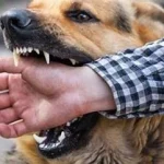 Morsures de chien Urgence, cours de 1er secours assurés par des professionnels de la santé uniquement, www.ecoledesecours.ch 079-535-13-71