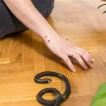 Morsure serpent que faire ? un événement rare mais potentiellement dangereux dans certaines régions chaudes ou tropicales 079-535-13-71
