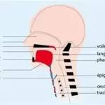 Laryngite aiguë enfant que faire ? infection fréquente des voies respiratoires touchant les enfants 079-535-13-71 www.ecoledesecours.ch