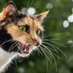 Morsure de chat que faire ? très fréquentes et ne doivent jamais être prises à la légère.. 079-535-13-71 www.ecoledesecours.ch