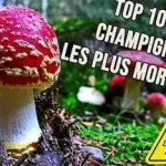 Intoxication Champignons que faire ? un accident fréquent, notamment à l’automne, période de cueillette. 079-535-13-71 www.ecoledesecours.ch