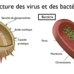 Différence entre virus/bactérie Virus et les bactéries sont confondus, pourtant ils présentent des différences fondamentales.