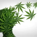 Effets secondaires du cannabis ? une des substances psychoactives les plus consommées dans le monde .ecoledesecours.ch 079-535-13-71